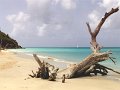 Antigua - tree on the beach